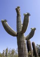 big cacti in Arizona