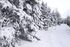 snowy path among the forest