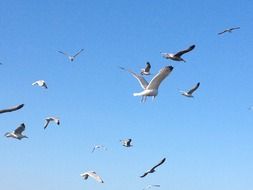 Flight of birds in the blue sky