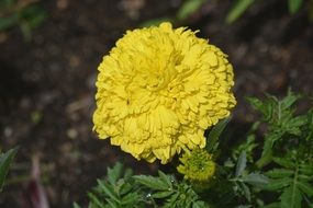 yellow flower bloom close-up on blurred background