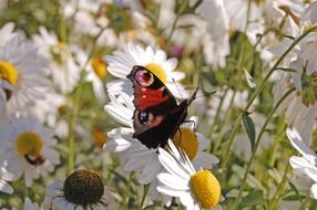 picture of the beautiful butterfly is in a nature