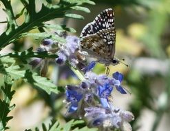 Colorful butterfly on the blue flowers close-up on blurred background