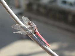 pink dragonfly on a thin branch