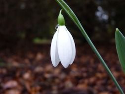 white snowdrop in the forest