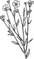 biology botany drawn plant
