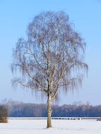 lonely birch in winter