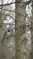 Bird on a tree branch near the trunk