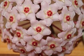 waxy pink flowers