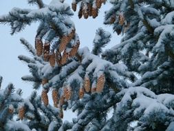 Snowy pine tree branch