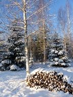 winter landscape forest tree wood