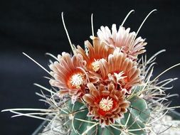 Blooming orange cactus