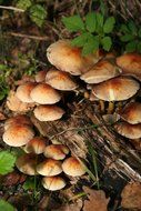 mushroom cluster in the autumn forest