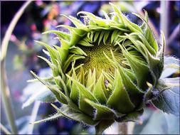 bud sun flower