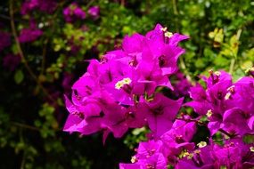 bright pink bougainvillea flowers