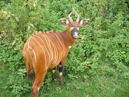 mountain bongo in wildlife