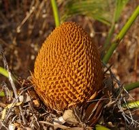 Beautiful tropical cycad plant