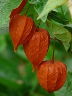 physalis alkekengi on a branch