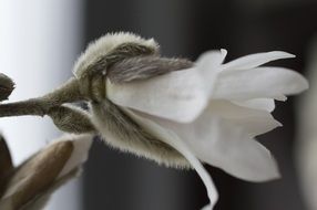 fluffy magnolia flower closeup