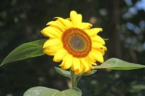 adorable sunflower in bloom