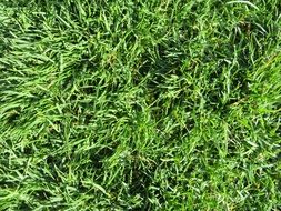 A lot of the green grass