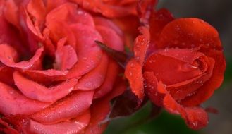 Red roses flowers close-up