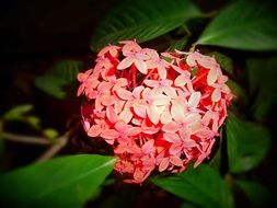surprising beauty ixora flower