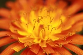 center of orange flower with curled stamens, macro