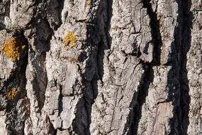 old bark on poplar tree macro