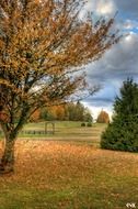 trees park nature