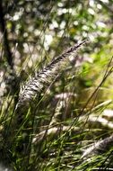 green weeds in a field