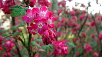 Pink blossoms in a summer garden on a blurred background