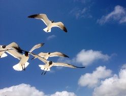 Seagulls are flying in the sky