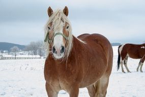 horses winter