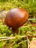 mushroom with a brown hat in the forest