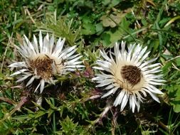 white flowers of the silver thistle