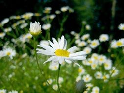 chamomile field landscape