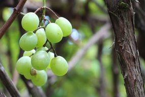 nature green grape