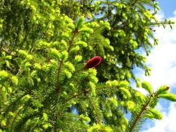 Green and red pine tree