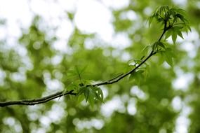 branch with green leaves on a tree close-up