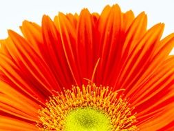 orange blooming gerbera closeup