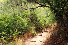 Beautiful green forest path