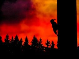 silhouette woodpecker on wood background fire