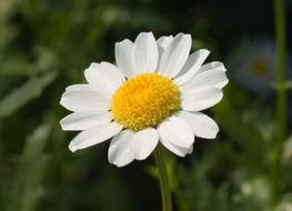 leucanthemum paludosum or Mauranthemum paludosum