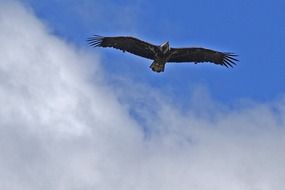 osprey, bird of prey in flight