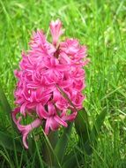 pink hyacinth in green grass