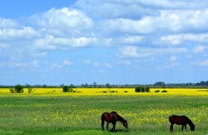 horses on a plain with wildflowers