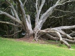 sprawling old tree in a park in New Zealand