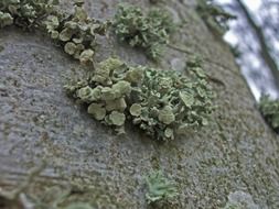 fouling green moss on the tree close-up
