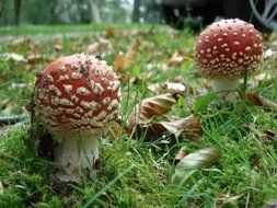 fly agaric mushrooms in the dry leaves