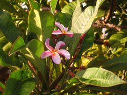 pink tropical flower in hawaii